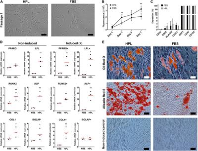 Xeno-Free Spheroids of Human Gingiva-Derived Progenitor Cells for Bone Tissue Engineering